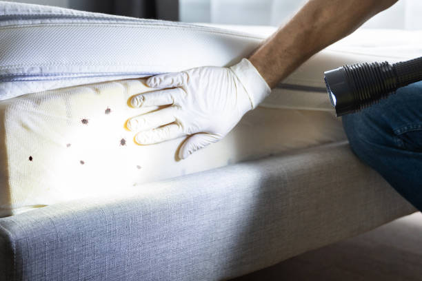 Best Cockroach Control Services  in Utica, SC