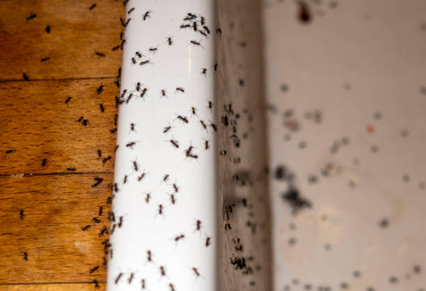 Best Spider Control Near Me  in Utica, SC